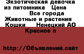 Экзотическая девочка из питомника › Цена ­ 25 000 - Все города Животные и растения » Кошки   . Ненецкий АО,Красное п.